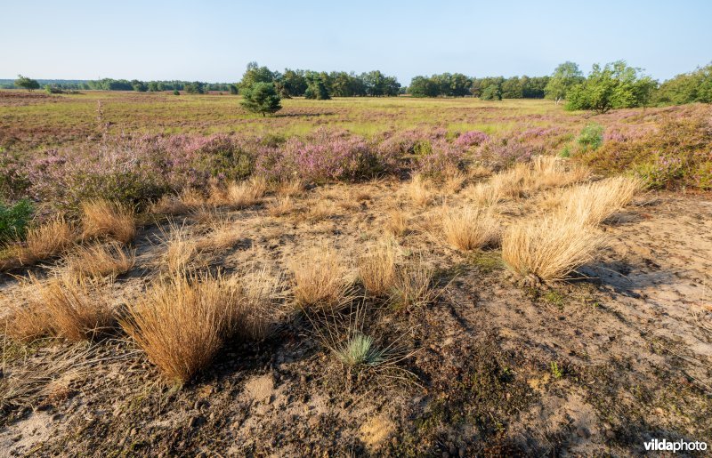 Buntgras op een landduin