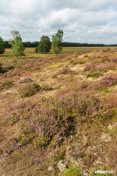 Heide op een landduin