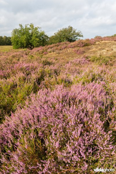 Heide op een landduin