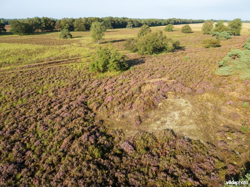 Mozaïek van habitats 2310 en 2330