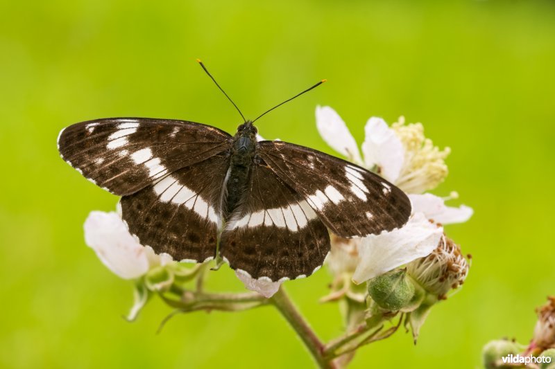 kleine ijsvogelvlinder