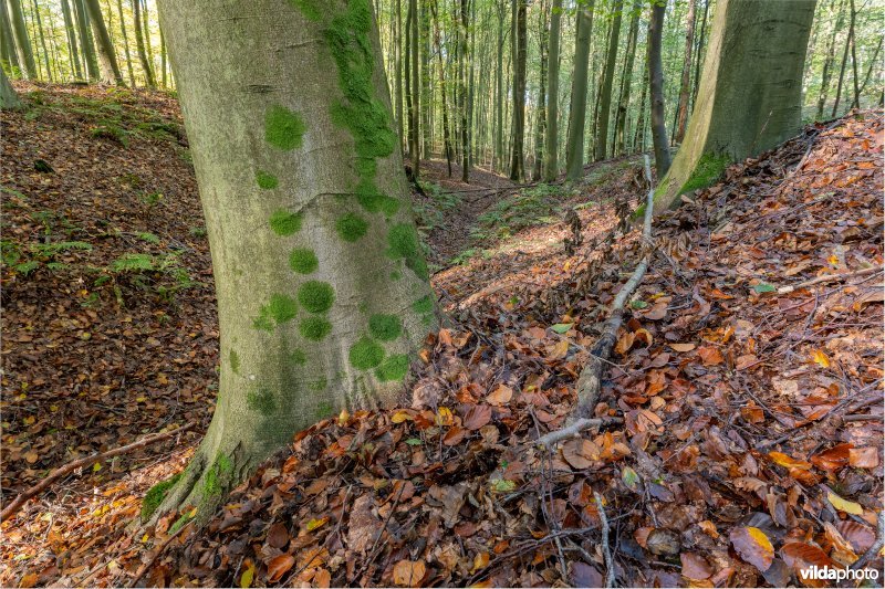 Habitat 9120 Zuurminnende beukenbossen