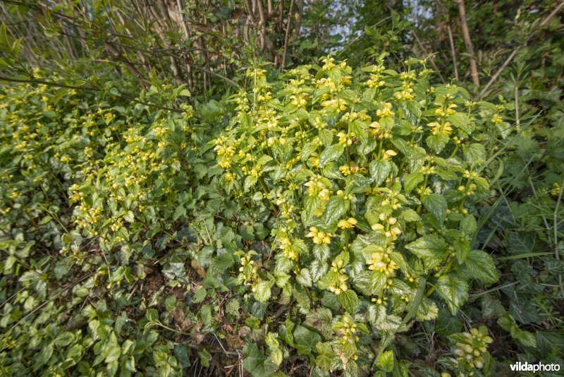 Bonte gele dovenetel