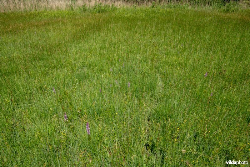 Blauwgrasland met Grote muggenorchis