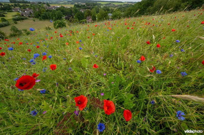 Soortenrijke bloemenakker op kalkrijke grond