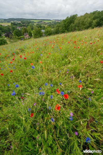 Soortenrijke bloemenakker op kalkrijke grond