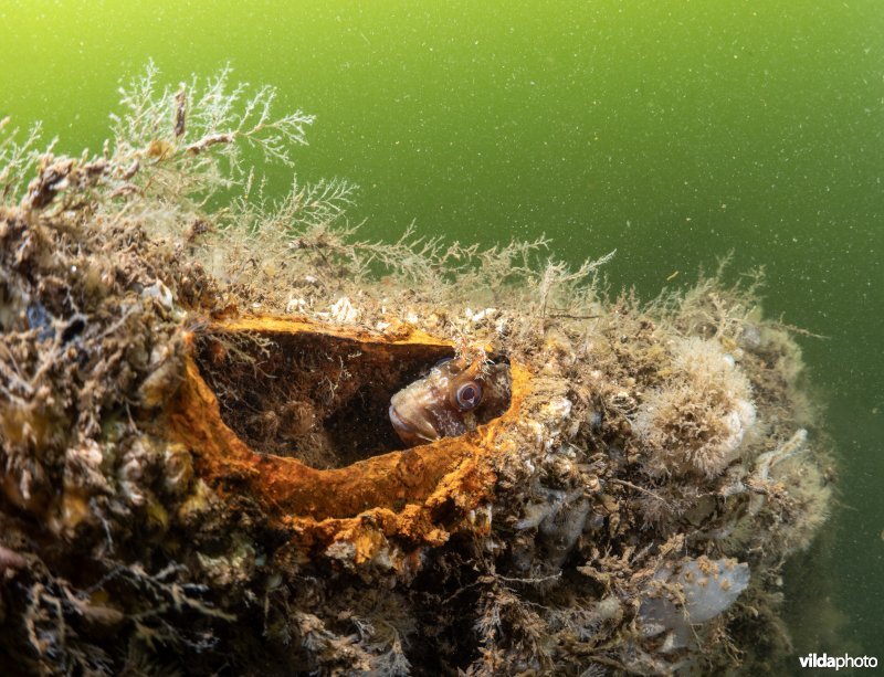 Gehoornde slijmvis in een scheepswrak