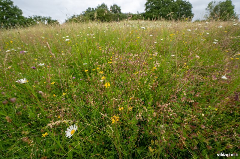 Bevertjes in kalkgrasland