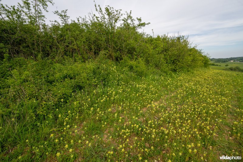 Harige ratelaar tussen een houtkant en akkerrand