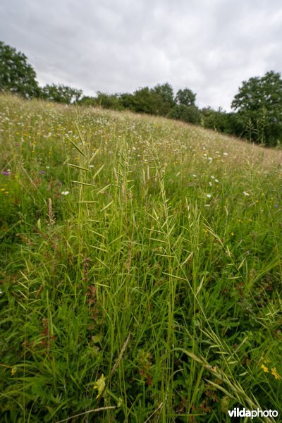 Gevinde kortsteel op de Kruisberg