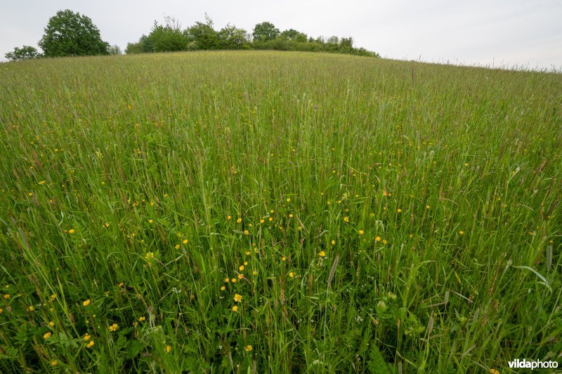 Bloemrijke akker op kalkbodem