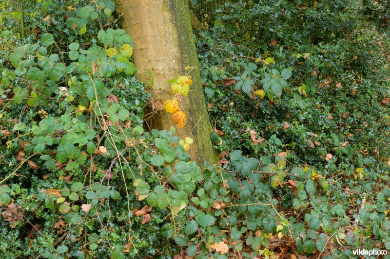 Bentheimerwald, Duitsland