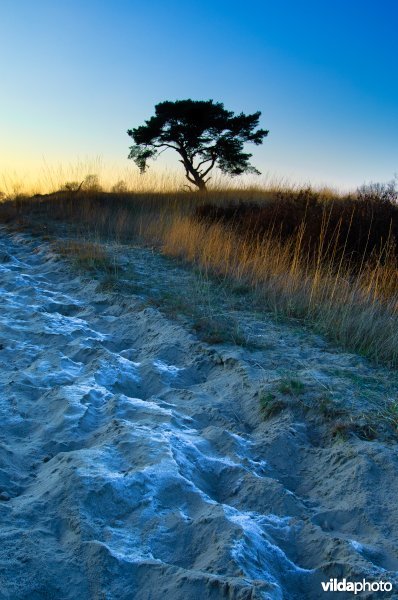 Loonse en Drunense Duinen