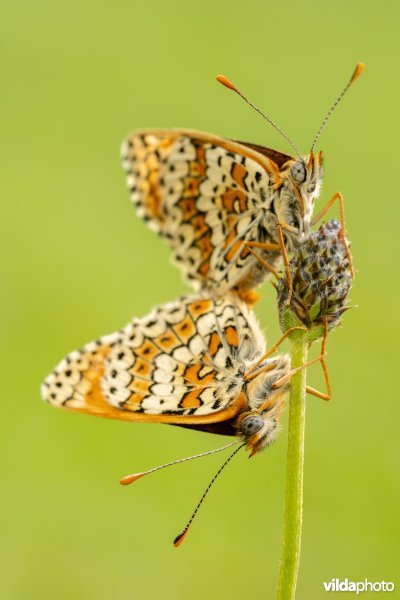 Koppeltje veldparelmoervlinders