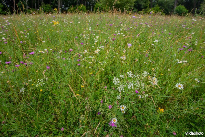 Gewone margriet in bloemrijk grasland