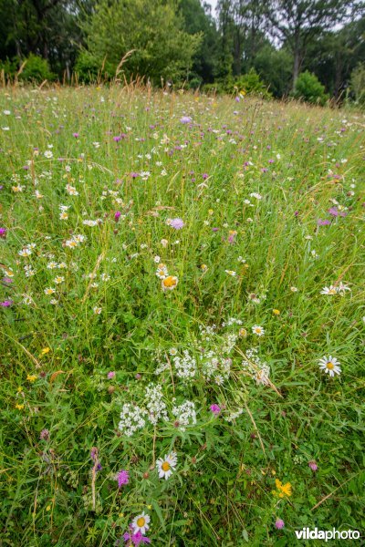 Gewone margriet in bloemrijk grasland