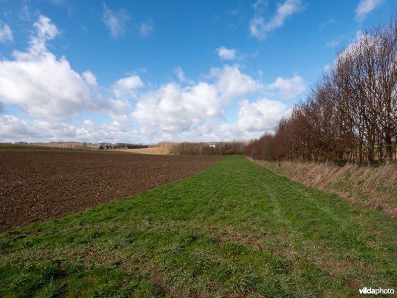 Beheer van houtkanten in agrarisch landschap