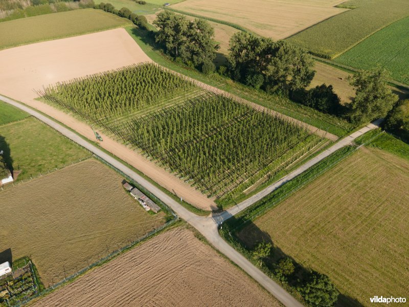 Hopveld met biologische hop