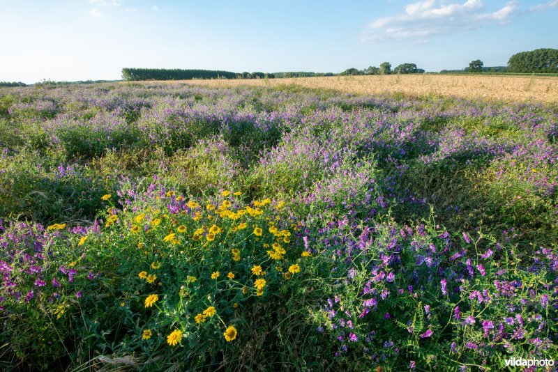 Vogelwikke in een bloemenstrook of akkerrand