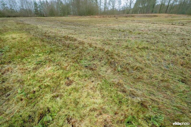 Machinaal gemaaid laagveen in de Zwarte beek