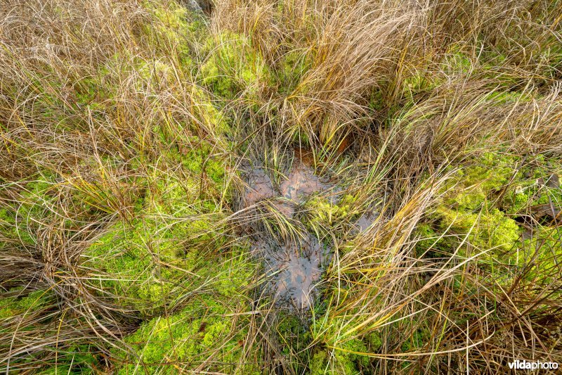 Herstellend laagveen op ijzerrijke kwel met veenmosvegetatie en pitrus in de Zwartebeekvallei