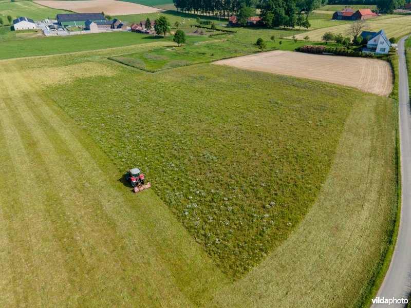 Maaien van kruidenrijk grasland