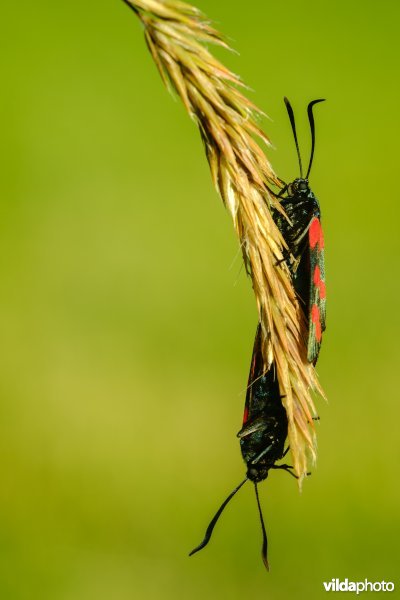 Parende Sint-Jansvlinders