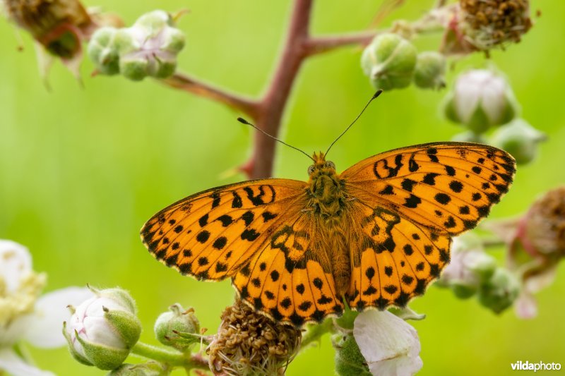 Braamparelmoervlinder