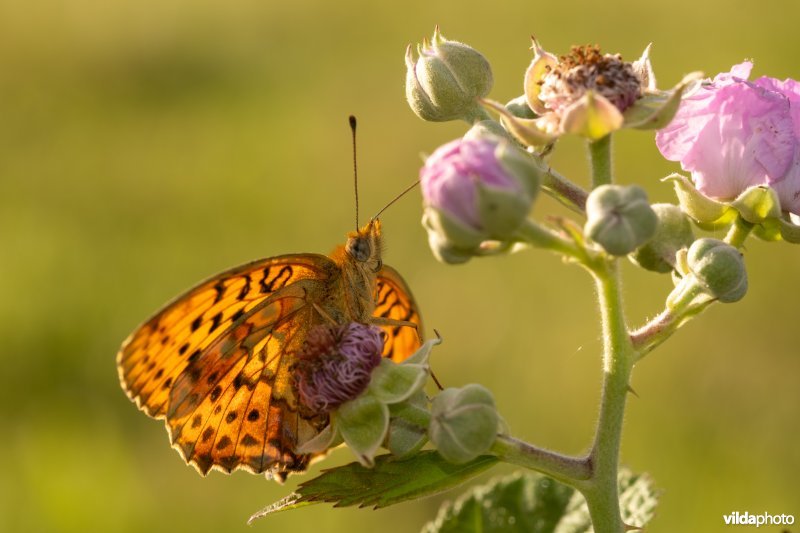 Braamparelmoervlinder