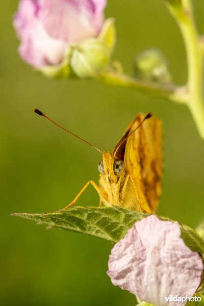 Braamparelmoervlinder