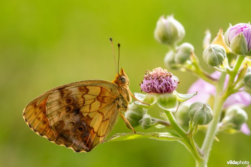 Braamparelmoervlinder