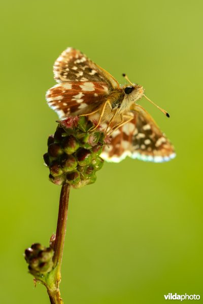 Kalkgraslanddikkopje