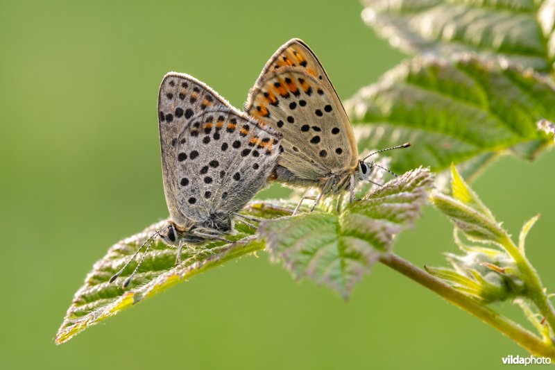 Parende bruine vuurvlinders