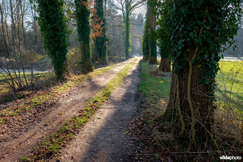 Zomereikenlaan met klimop