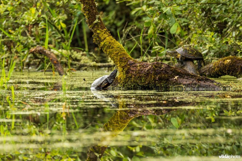 Europese moerasschildpadden