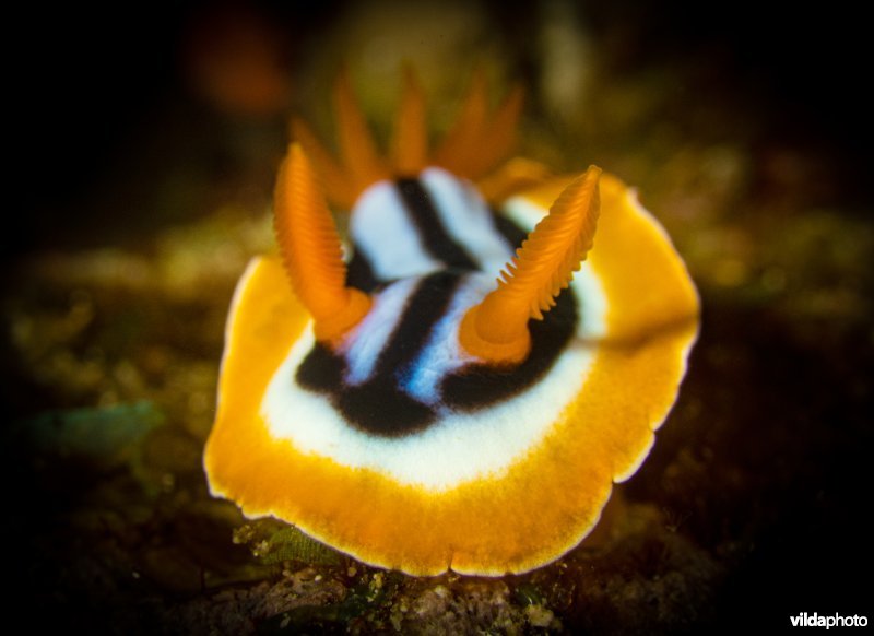 Chromodoris quadricolor