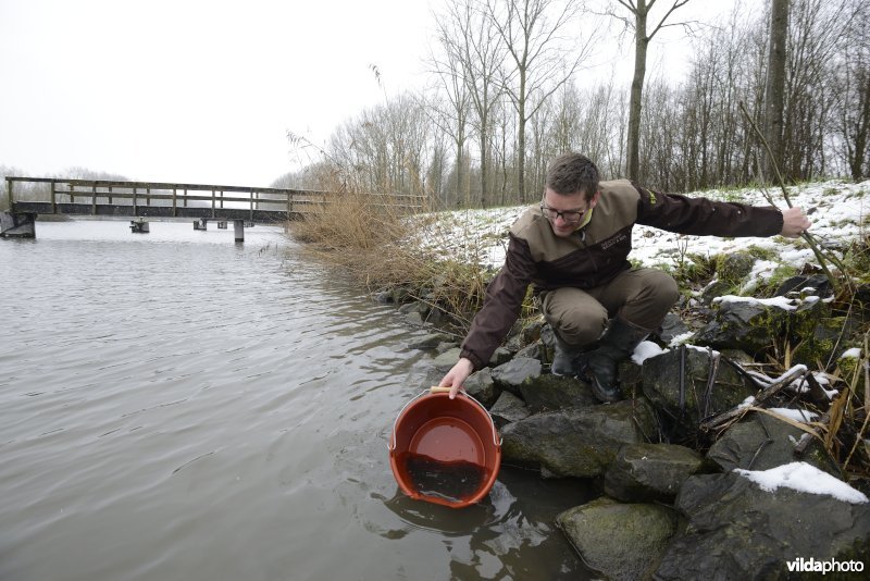 Uitzetten van glasaaltjes
