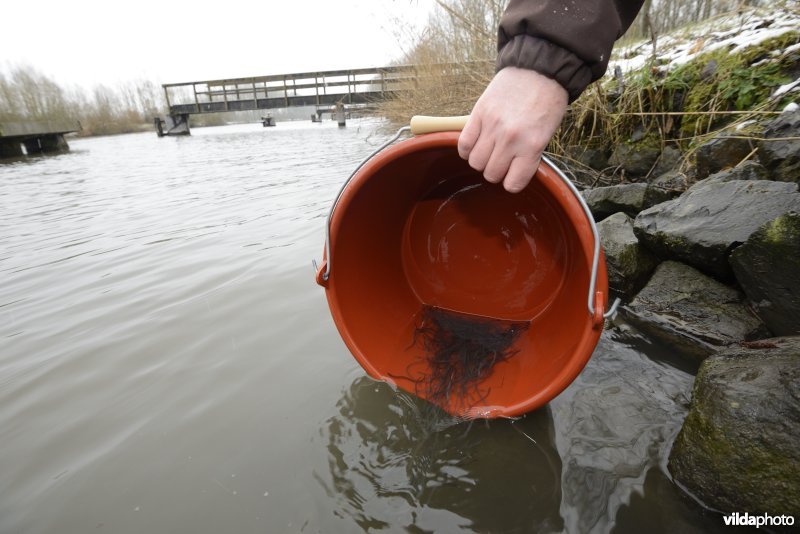 Uitzetten van glasaaltjes