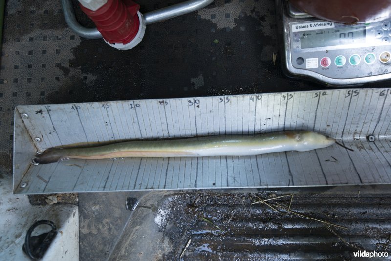 Onderzoek op de visstand op de Mark te Herne