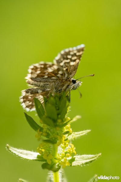 Zuidelijke aardbeivlinder