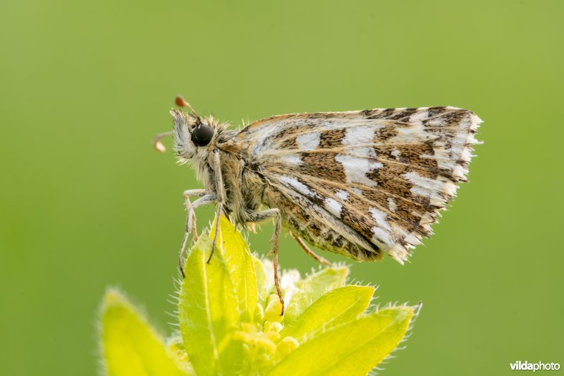 Zuidelijke aardbeivlinder