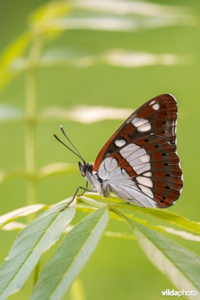 Blauwe ijsvogelvlinder