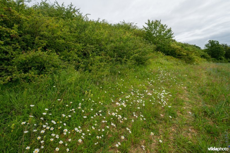 Gewone margriet naast een oude houtkant