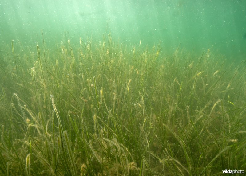 Groot zeegras