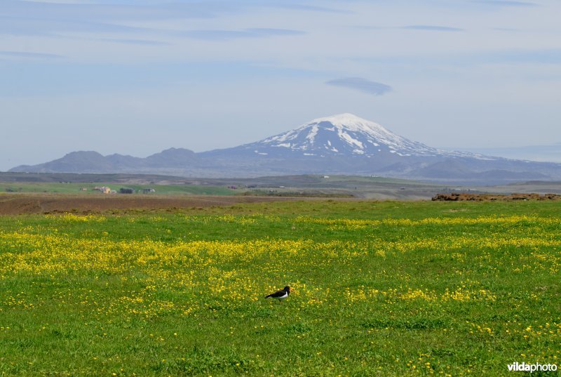 Scholeksters in IJsland