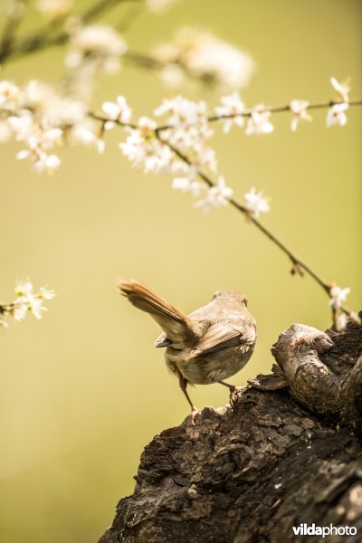 Roodborst