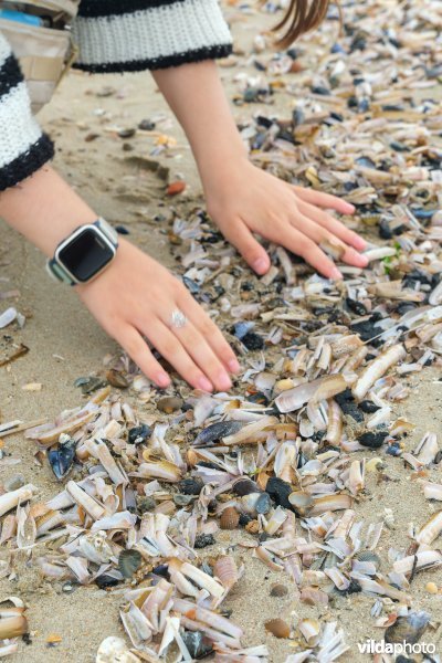 Strandlijn met schelpen