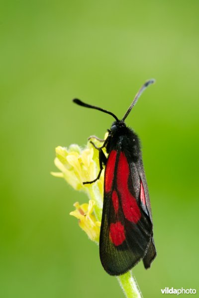 Zygaena osterodensis
