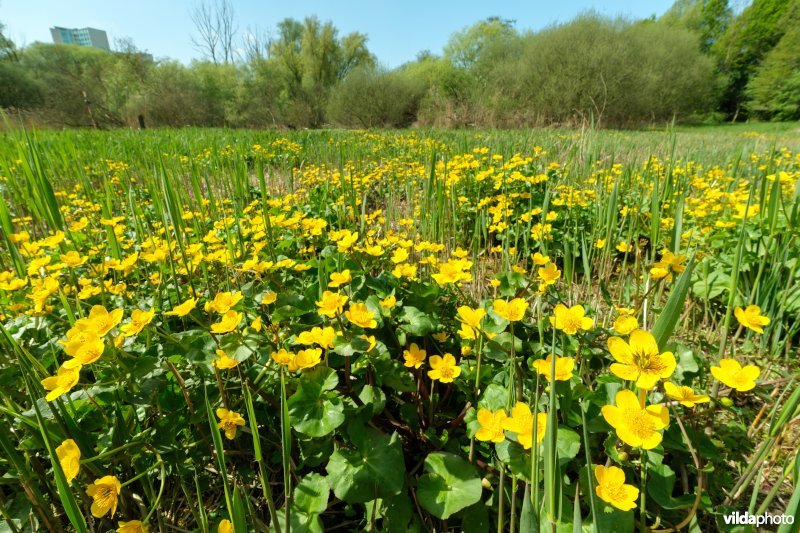 6430 Natte voedselrijke ruigte