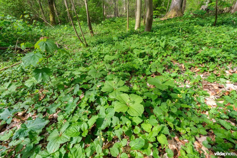 9160 Eiken-Haagbeukenbos